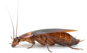 Cucaracha voladora: todo lo que necesitas saber sobre esta plaga voladora