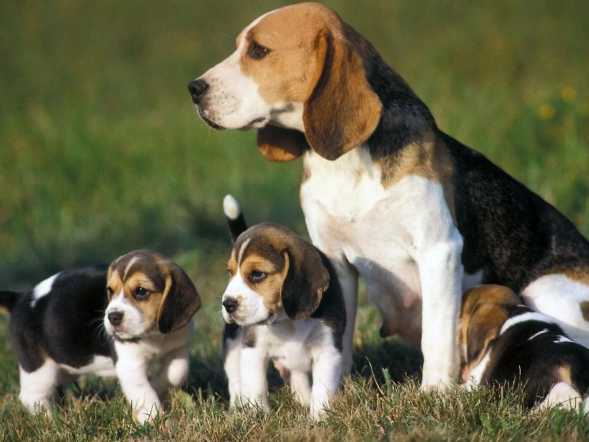 Todo Lo Que Debes Saber Sobre El Perro Beagle Caracter sticas Cuidados 
