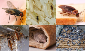 Enfermedades transmitidas por alimentos (E.T.A.): el problema global de la salud pública debido a múltiples factores, entre ellos «PLAGAS».