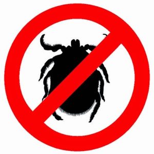 Consejos efectivos para eliminar las garrapatas del hogar